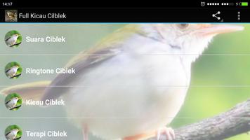 Full Kicau Burung Ciblek screenshot 2