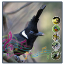 Full Kicau Burung Cililin APK