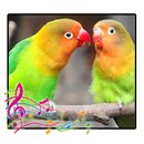 Chirping of Lovebird APK