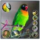 Chirp Bird Ringtone icon