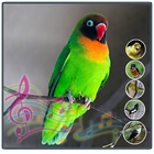 Terapi Kicau Burung Lovebird icono