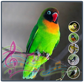 Terapi Kicau Burung Lovebird icon