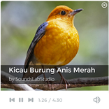Kicau Burung Anis Merah