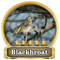 Chirping Blackhroat Top