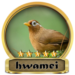 Chirping Hwamei Champion