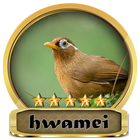 Chirping Hwamei Champion icône
