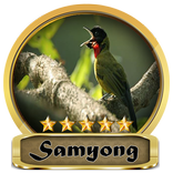 Chirping Samyong Champion