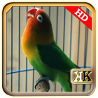 Ngekek Lovebird Paud Panjang иконка