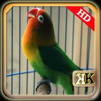 Ngekek Lovebird Paud Panjang постер