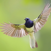 Kicau Burung (MP3) APK