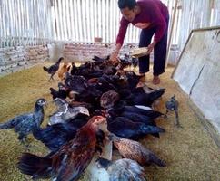 Cara Beternak Ayam Kampung ภาพหน้าจอ 2