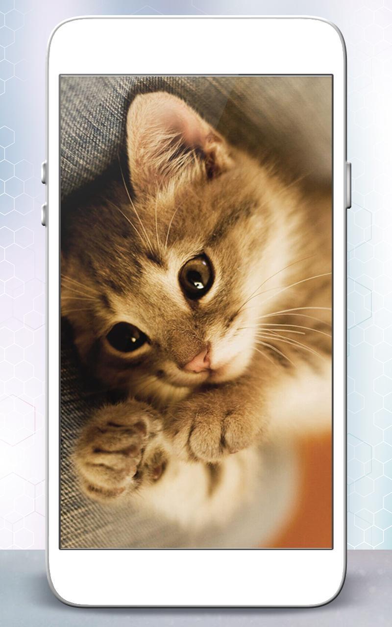 Android 用の キティ猫のライブ壁紙 Apk をダウンロード