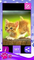 Kittens Wallpapers screenshot 3