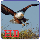 Wallpapers Eagle Image HD 图标