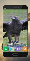 Wallpapers Eagle Image HD 截圖 2