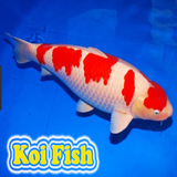 Koi Fish ikon