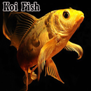 Koi Fish APK