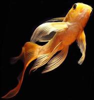 Koi Fish screenshot 7