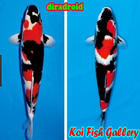 Koi Fish Gallery icône