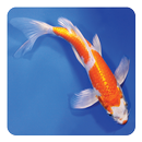 Ikan koi Alam Kertas Dinding APK