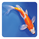 Koi Fish Live Wallpaper