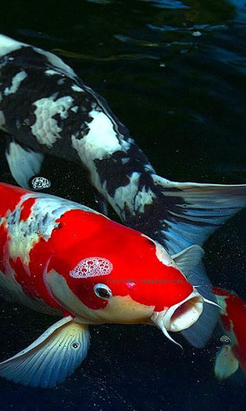 Koi Fish Live Wallpaper APK for Android – Download Koi Fish Live Wallpaper APK Latest Version from Koi Fish Live Wallpaper APK for Android – Download Koi Fish Live Wallpaper APK Latest Version from