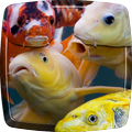 Koi Fish Live Wallpaper