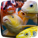 Koi Fish Live Wallpaper APK