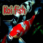 Koi fish icône