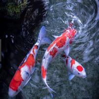 Koi fish poster