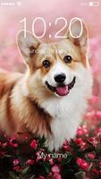 Corgi Dog App Lock Affiche