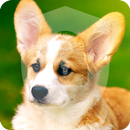 Cute Little Welsh Corgi Puppy Dog Lock Screen APK