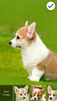 Cute Little Welsh Corgi Puppy Dog Lock Screen capture d'écran 2