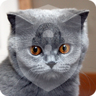 British Shorthair Cat icono