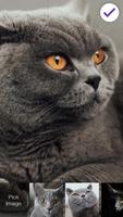 British Shorthair Cat تصوير الشاشة 2