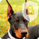 Doberman Pinscher Dog Puppy Lock Screen icône