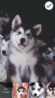 Siberian Funny Huski  Dog Puppy Lock Screen Affiche