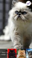 Puffy Cute Persian Cat Kitten App Lock syot layar 2