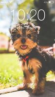 Yorkshire Terrier Dog App Lock-poster