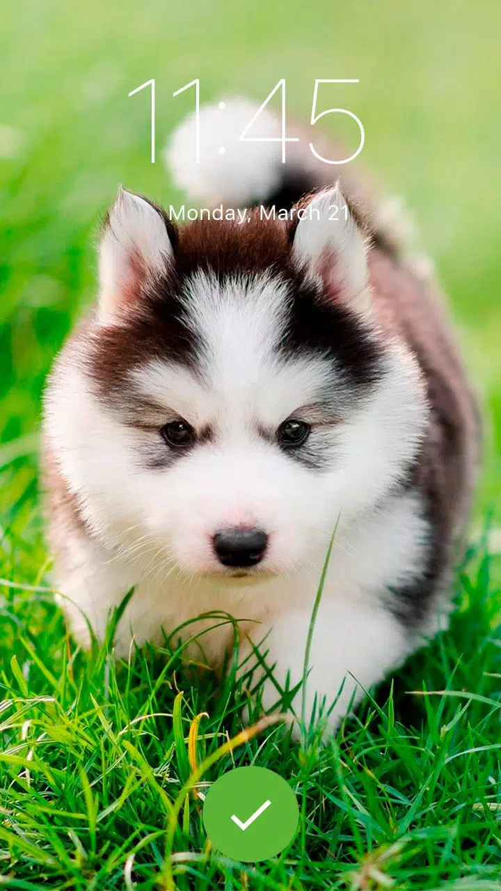 Tải xuống APK Cute Husky Puppy Little Dog Kawaii App Lock cho Android