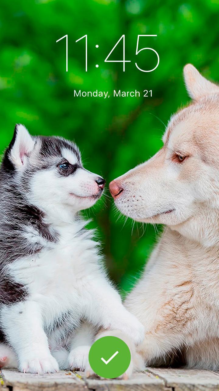 Husky Dog Cute Wallpaper Puppy App Lock For Android Apk Download