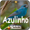 Canto de Azulinho