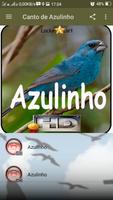 Canto de Azulinho Ekran Görüntüsü 1
