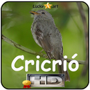 Canto de Cricrio aplikacja