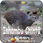 Canto de Inhambu Chinta icon