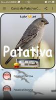 Canto de Patativa Chorona Ekran Görüntüsü 1