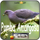 Canto de Pomba Amargosa APK