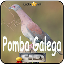 Canto de Pomba Galega APK