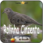 Canto de Rolinha Cinzenta アイコン