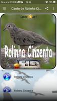 Canto de Rolinha Cinzenta capture d'écran 1